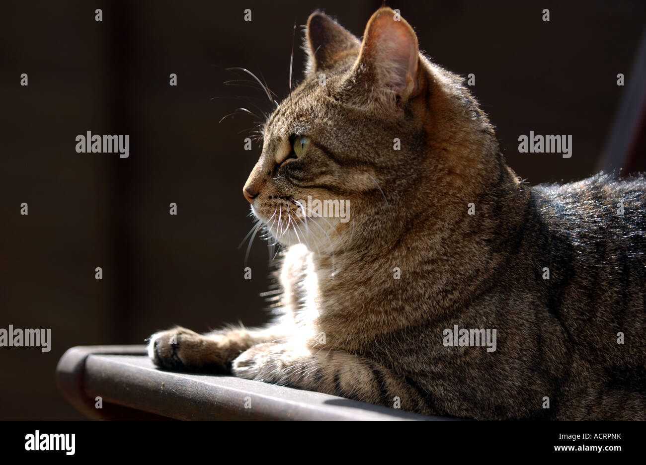 A tabby cat sitting in the shade of a garden J Stock Photo - Alamy