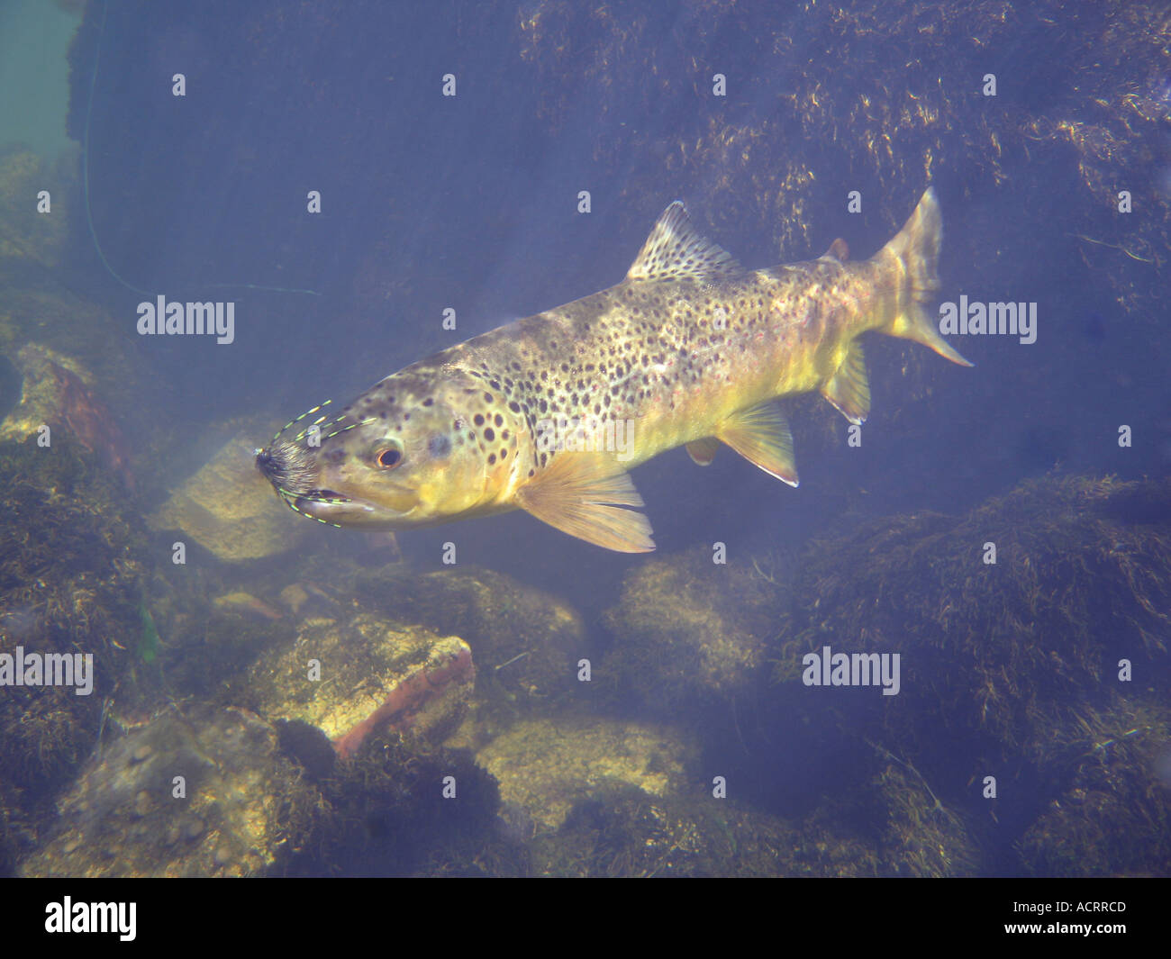 German brown trout hires stock photography and images Alamy