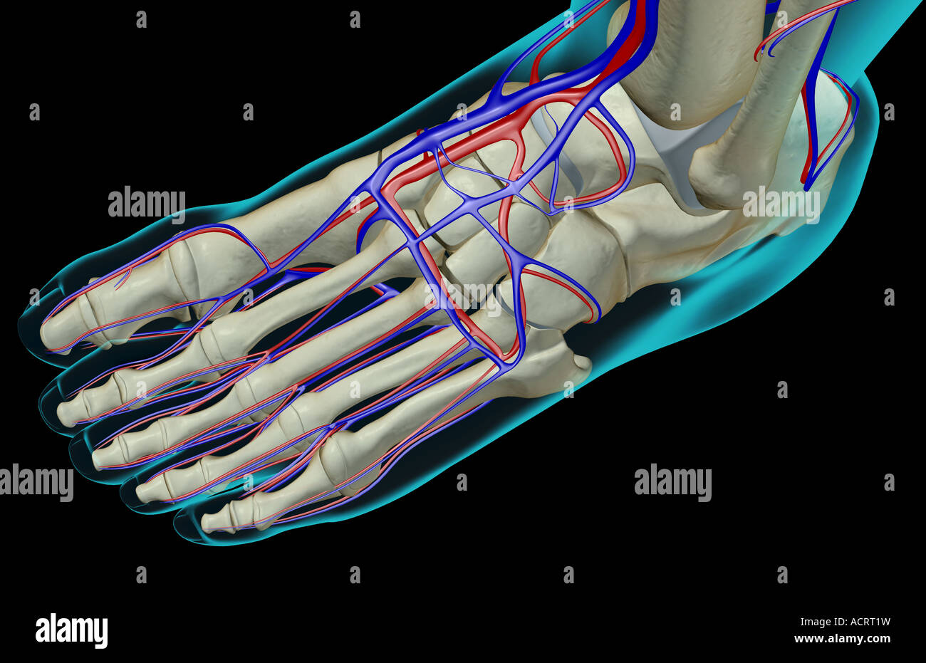 The blood supply of the foot Stock Photo