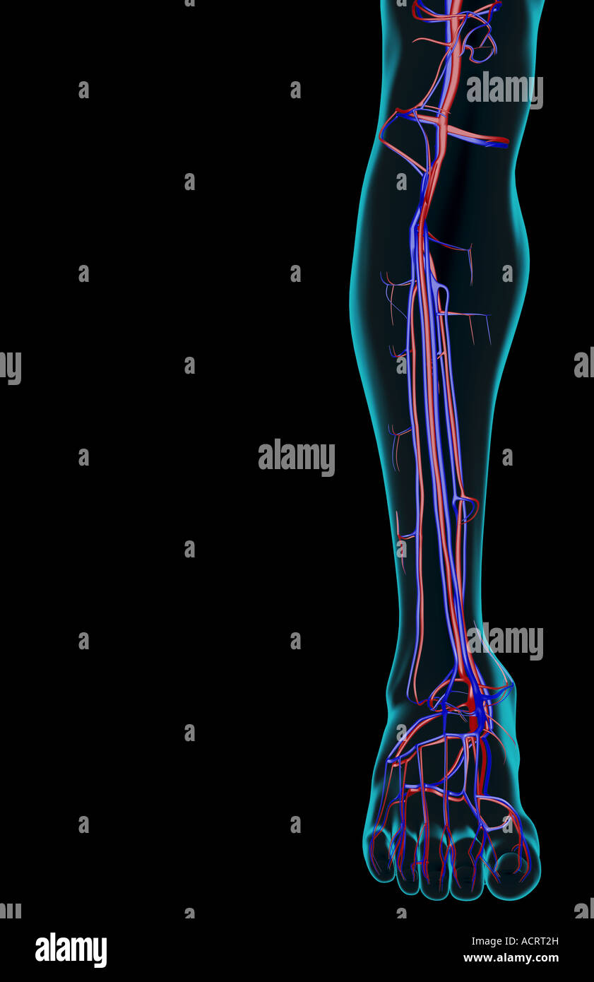 The blood supply of the leg Stock Photo