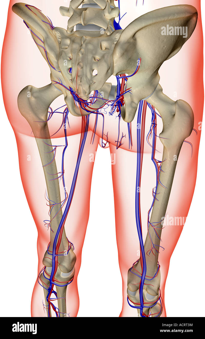 The blood supply of the lower limb Stock Photo