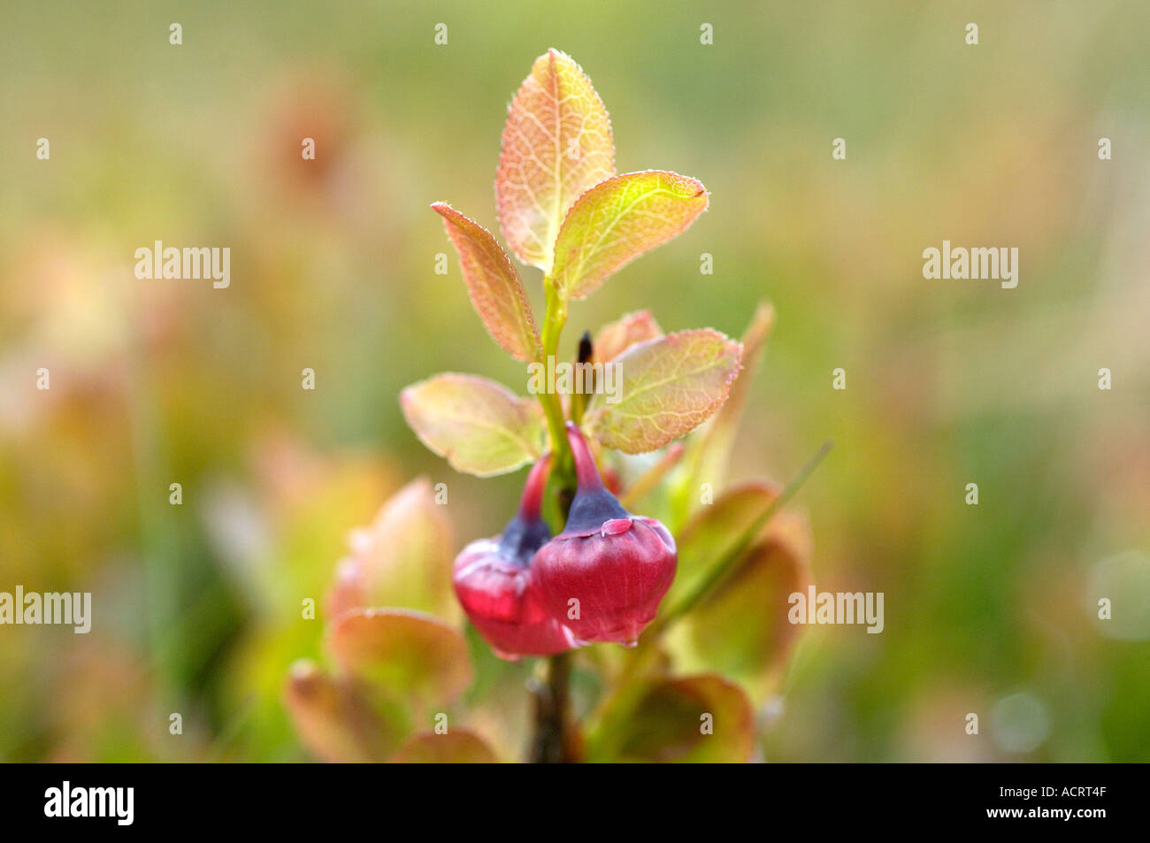Cranberry Dartmoor National Park Devon England Stock Photo Alamy