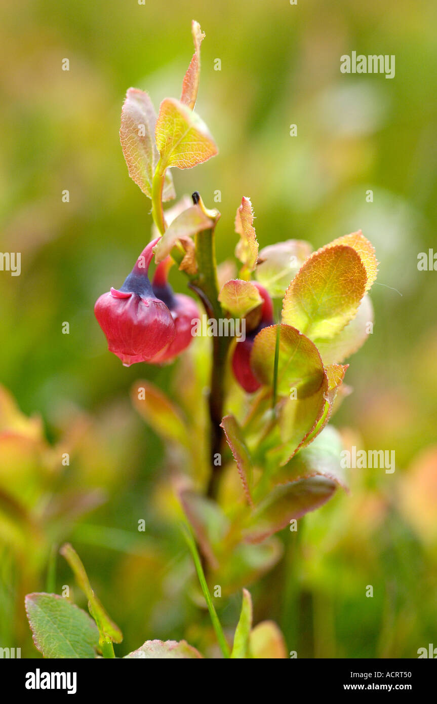 Cranberry Dartmoor National Park Devon England Stock Photo Alamy