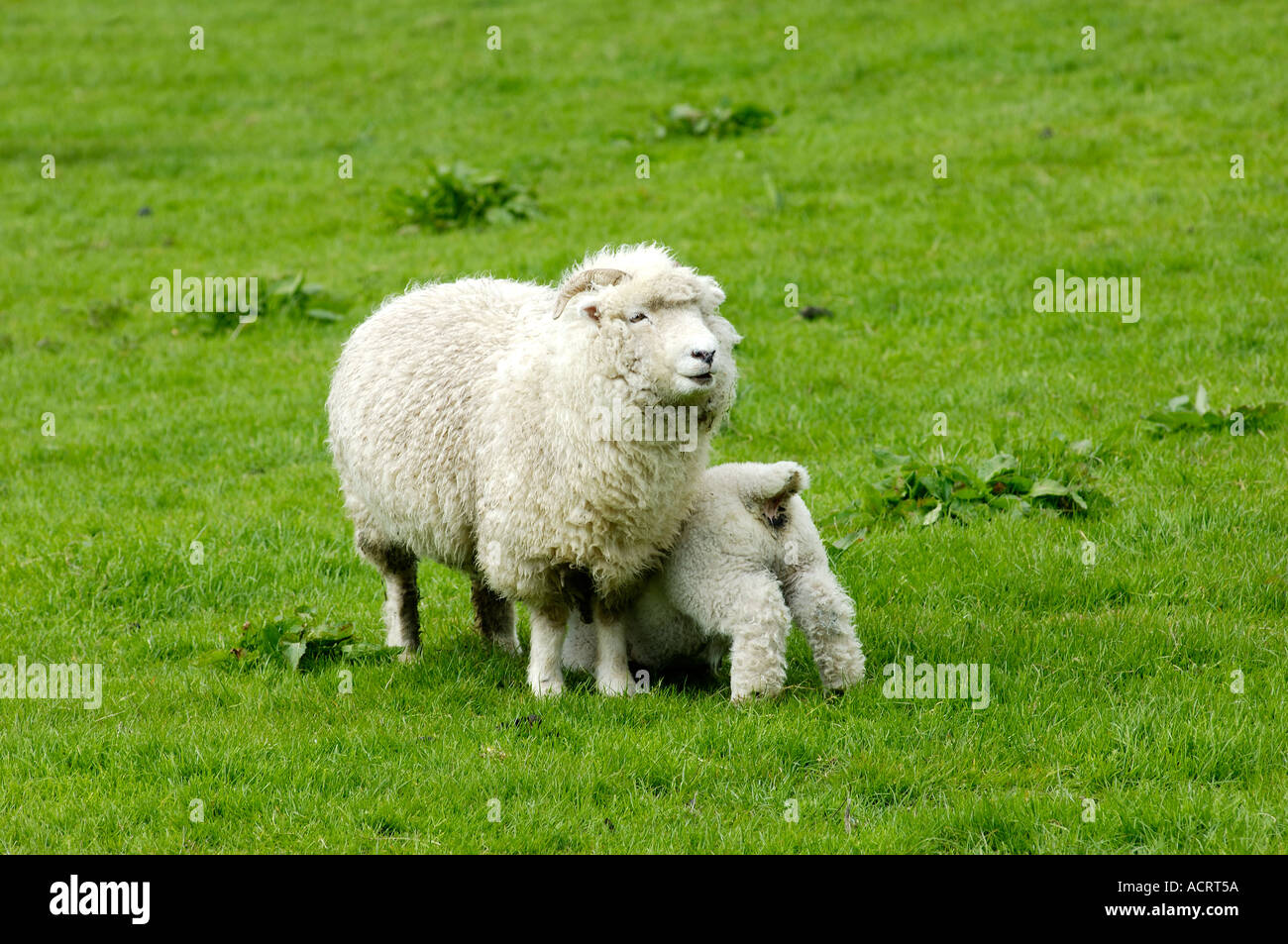 Sheep near Widecombe in the Moor Dartmoor National Park Devon England Stock Photo