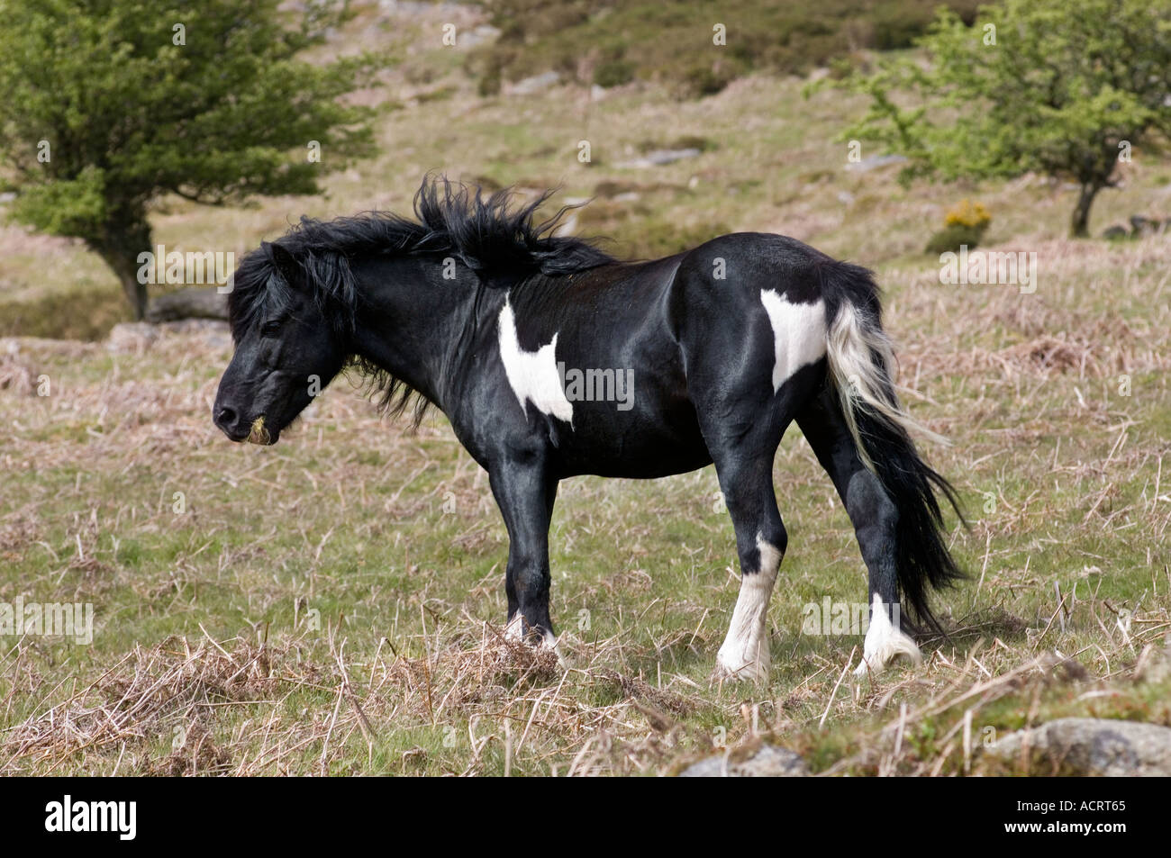 Pony stallion Dartmoor National Park Devon England Stock Photo Alamy