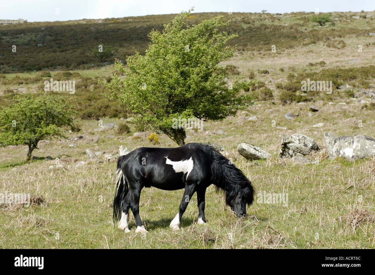 Pony stallion Dartmoor National Park Devon England Stock Photo Alamy