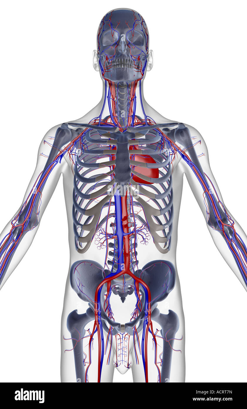 The blood supply of the upper body Stock Photo Alamy