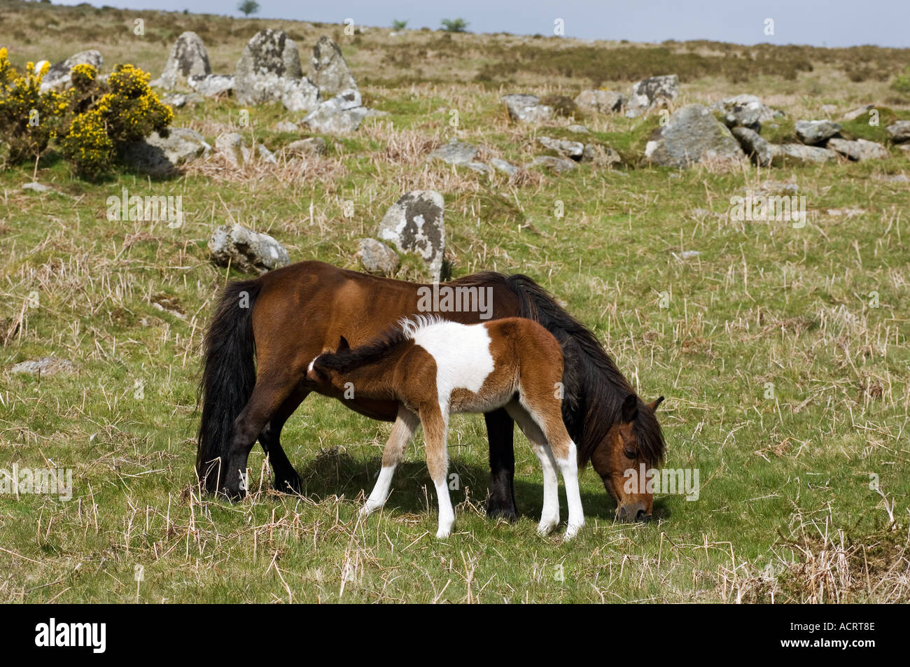 Pony with foal Dartmoor National Park Devon England Stock Photo