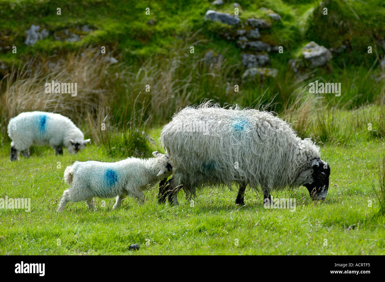 Sheep Dartmoor National Park Devon England Stock Photo