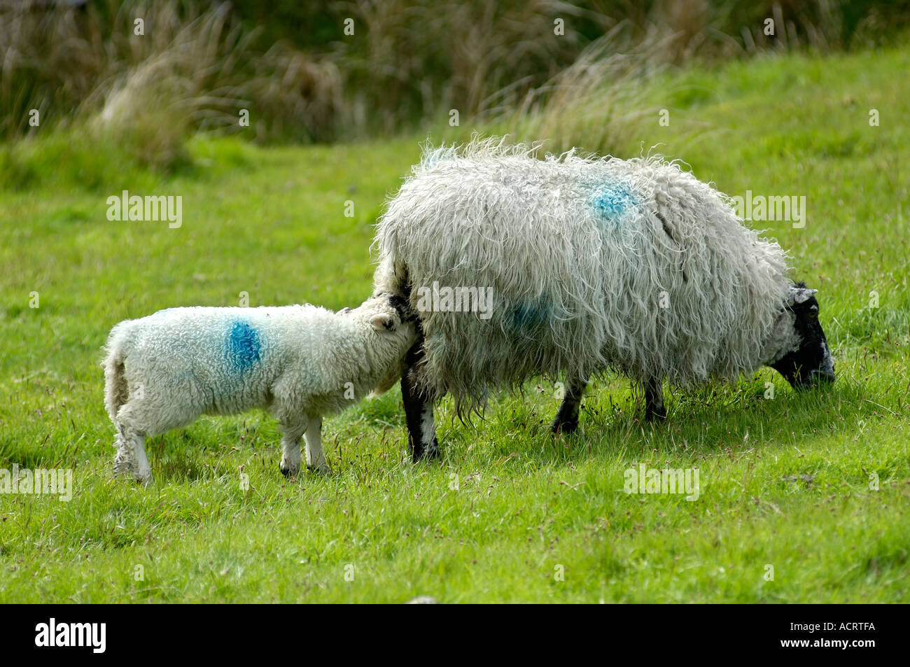 Sheep Dartmoor National Park Devon England Stock Photo