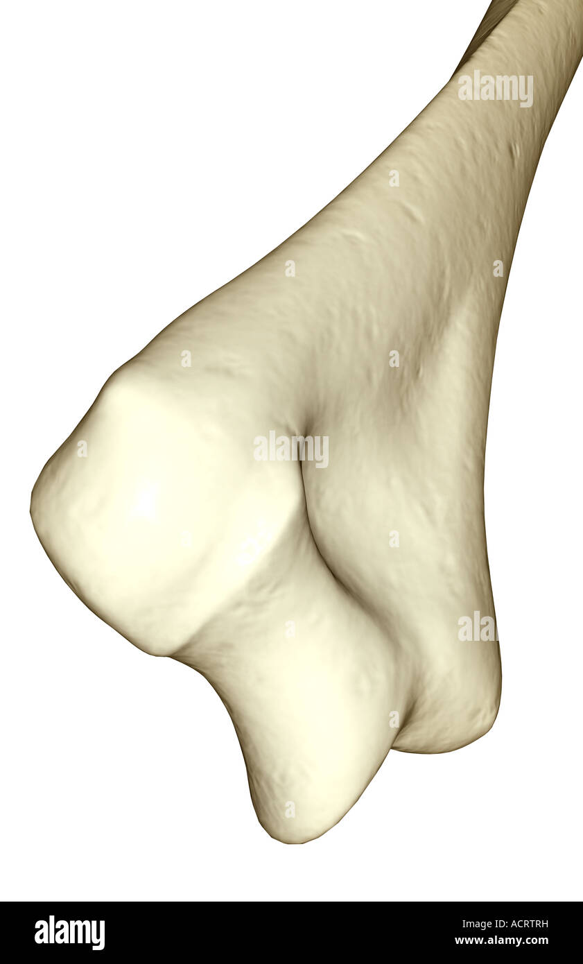 lateral epicondyle of the humerus