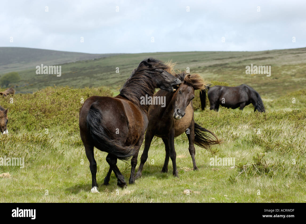 Dartmoor Ponies fighting Dartmoor National Park Devon England Stock