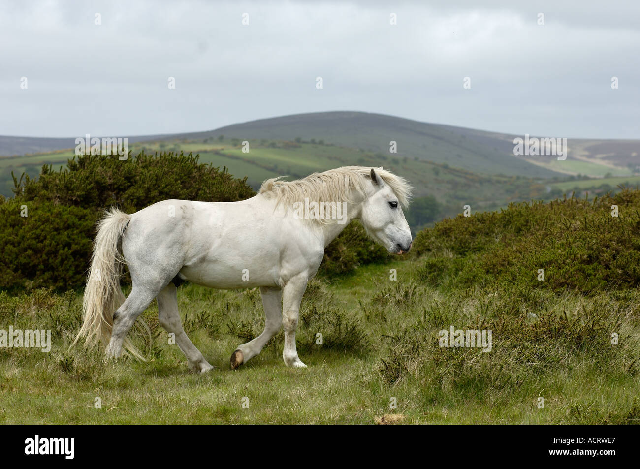Dartmoor Pony white horse Dartmoor National Park Devon England Stock