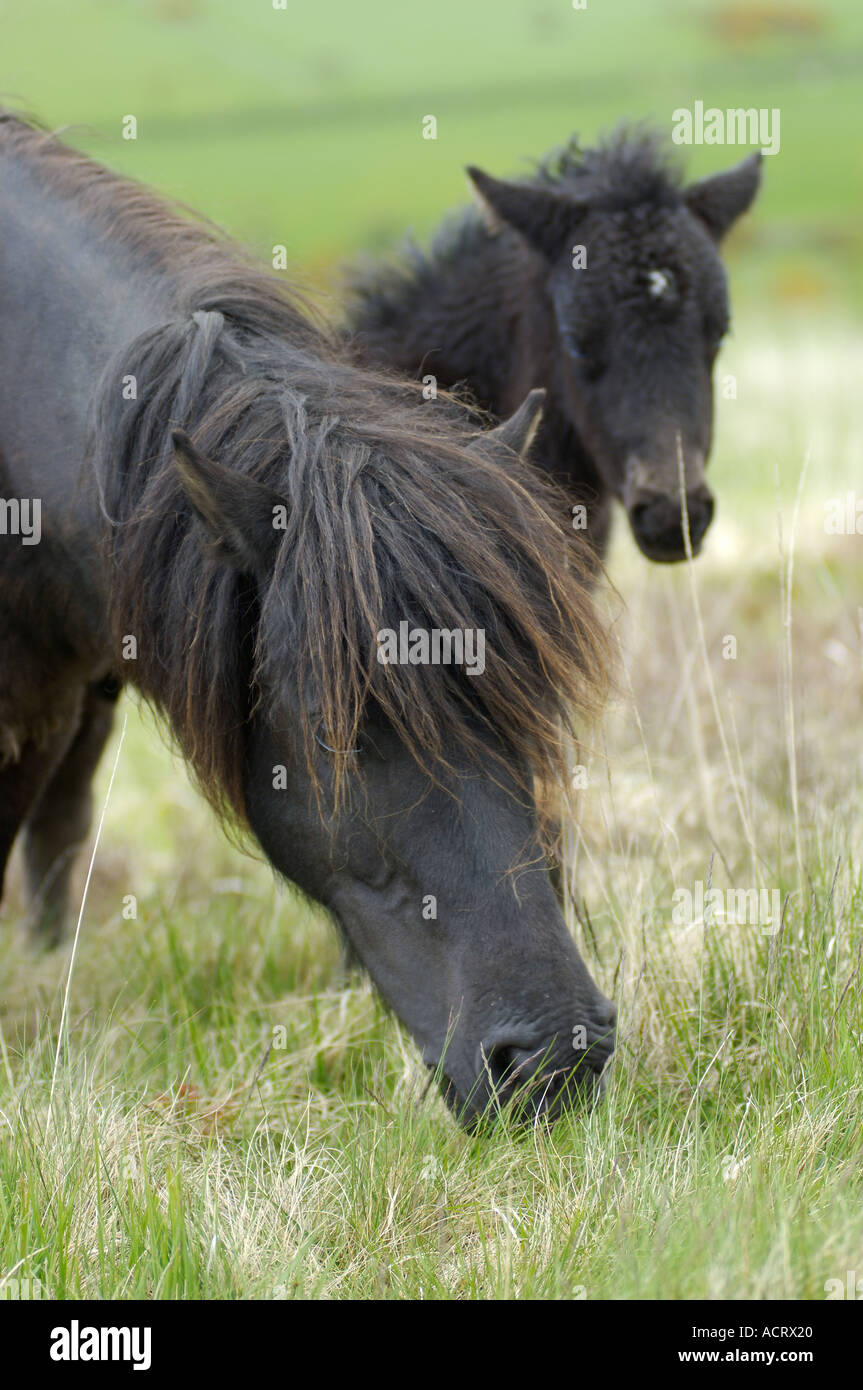 Dartmoor Pony Mare and foal Dartmoor National Park Devon England Stock