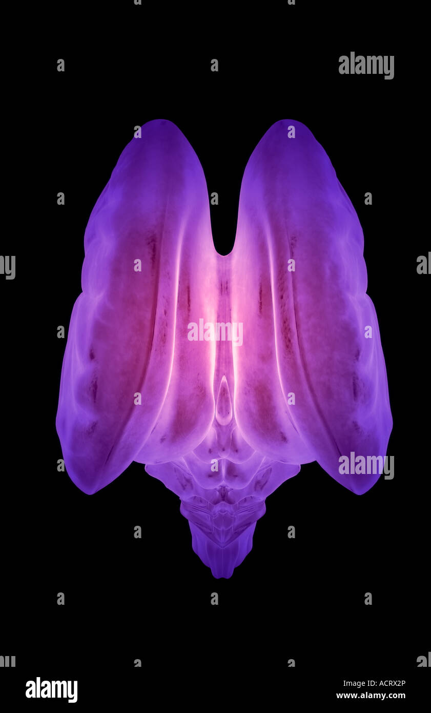 The Brainstem High Resolution Stock Photography and Images - Alamy