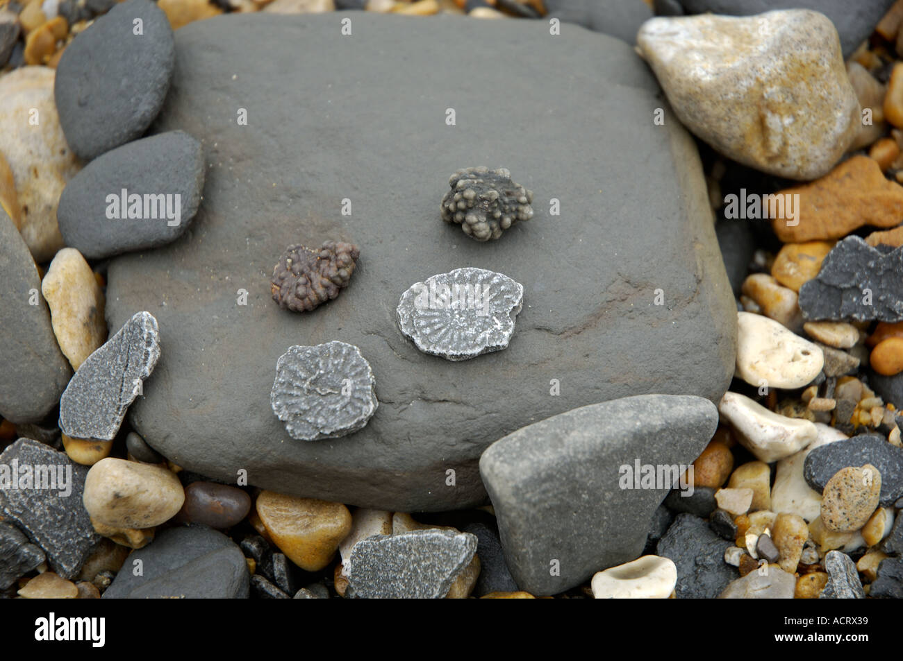 Stones and Fossiles Jurassic Coast Charmouth near Lyme Regis Dorset