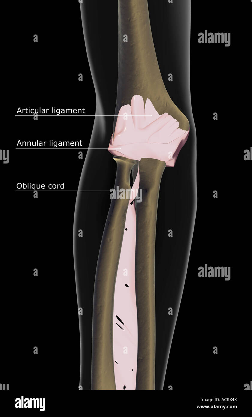Annular ligament hires stock photography and images Alamy
