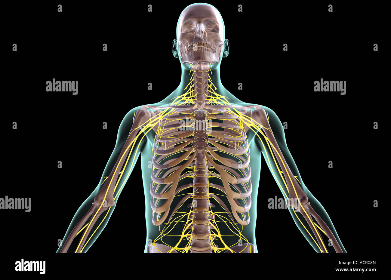 The nerves of the upper body Stock Photo - Alamy