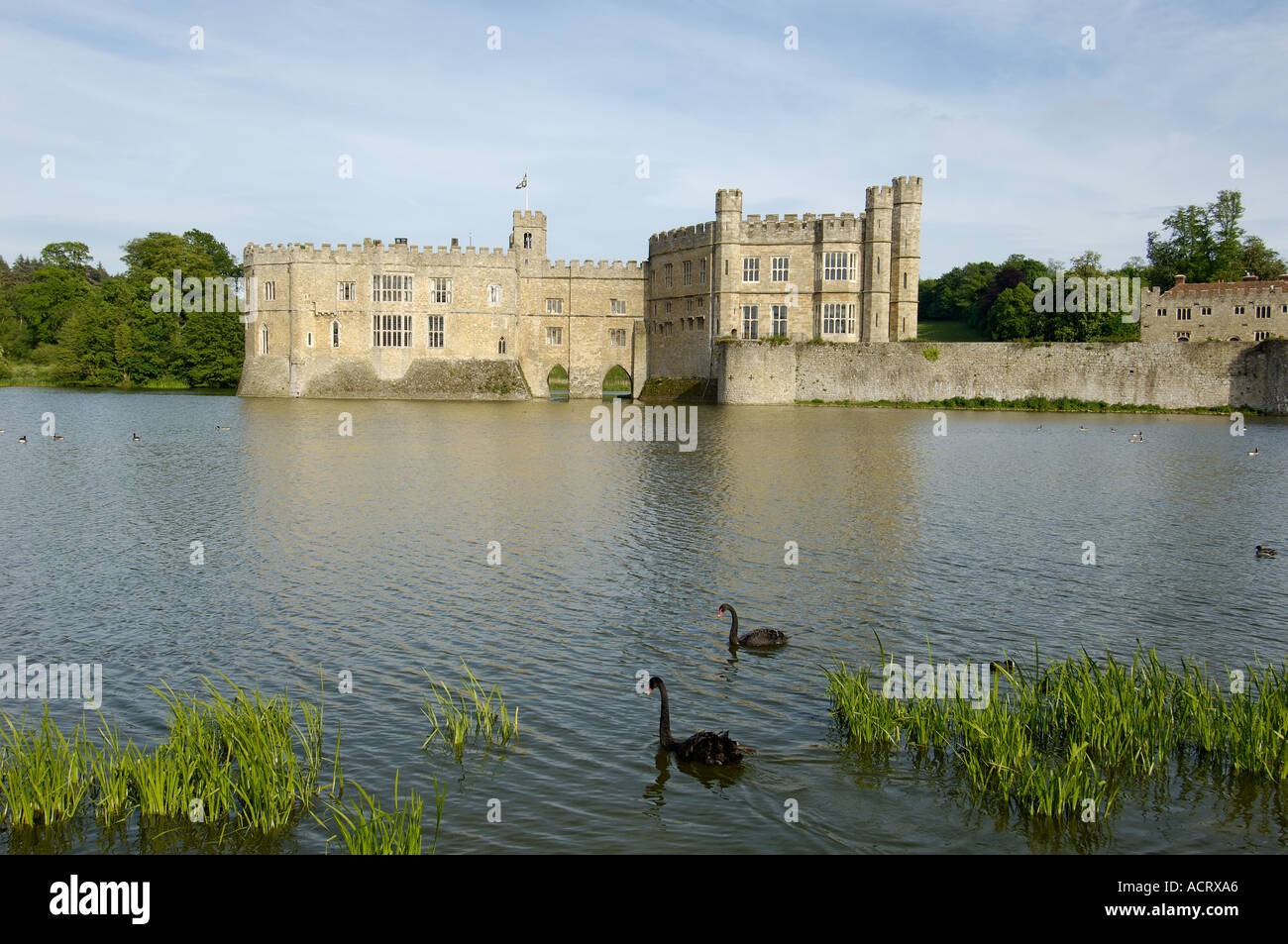 Black Swans Cygnus atratus Leeds Castle Kent England Stock Photo - Alamy