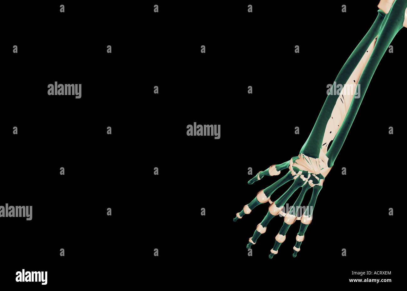 The ligaments of the forearm Stock Photo Alamy