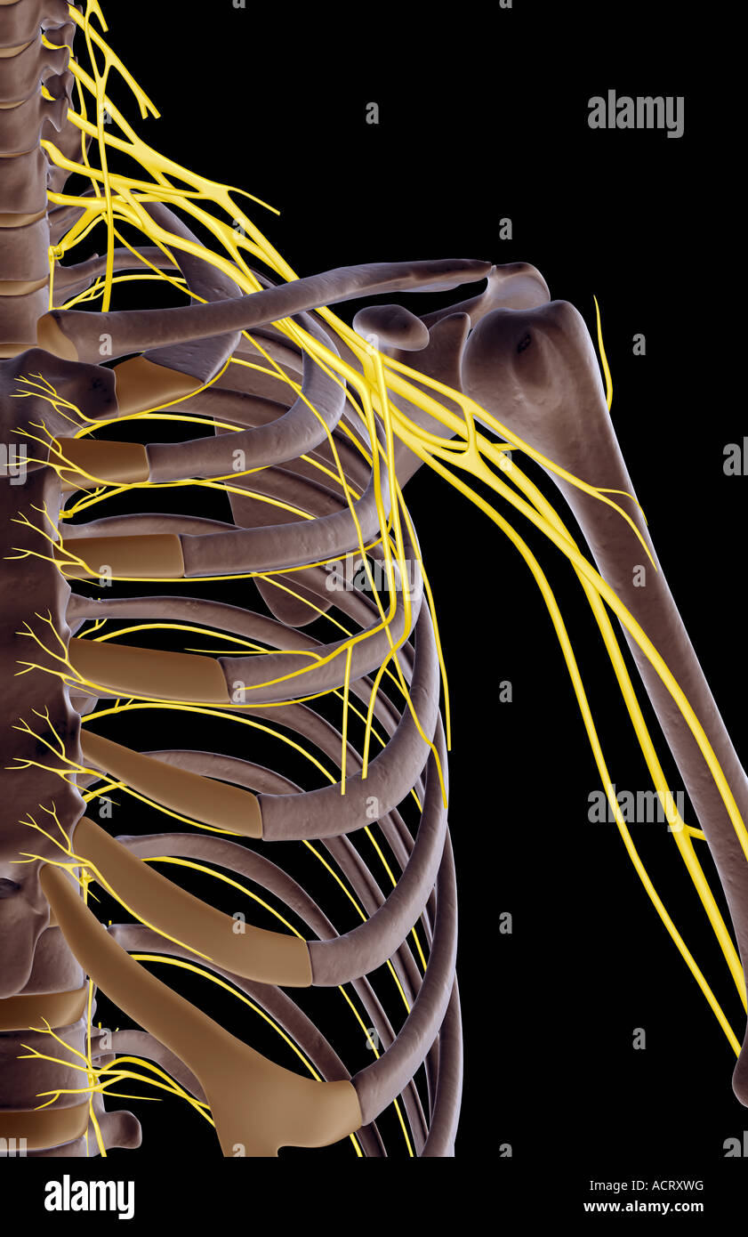 The nerves of the shoulder Stock Photo - Alamy