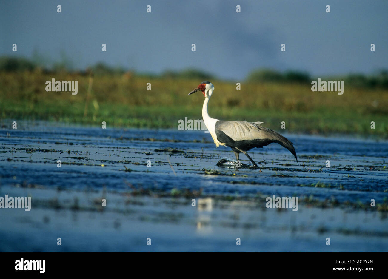 Wattled crane wading near Shoebill Camp Bengweulu Swamps Zambia Stock Photo