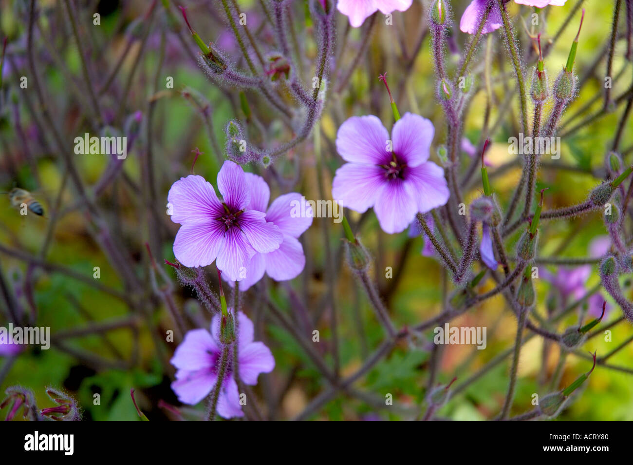 Bee on lily hi-res stock photography and images - Alamy