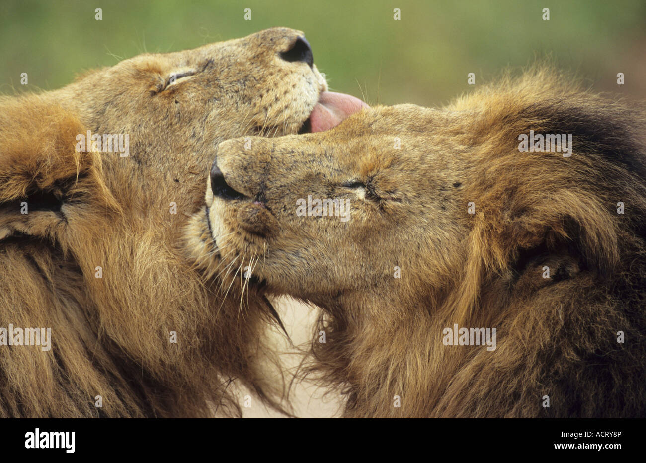 Portrait of pair of male lions alo grooming Mombo Okavango Delta Botswana Stock Photo