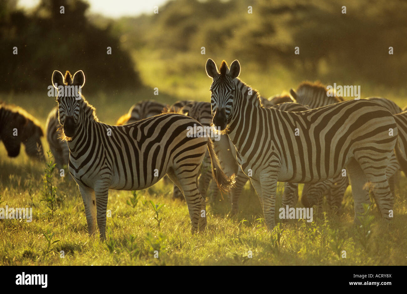 Backlit view of group of Burchells zebra Mombo Okavango Delta Botswana Stock Photo