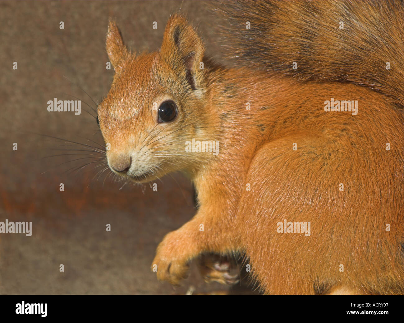 Red Squirrel Sciurus vulgaris looking into lens Finnish taiga forest