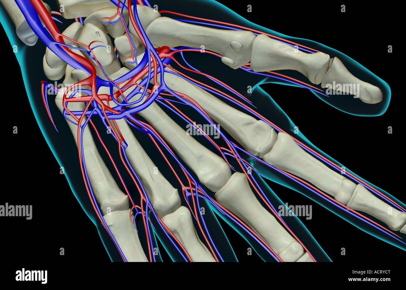 The blood supply of the hand Stock Photo