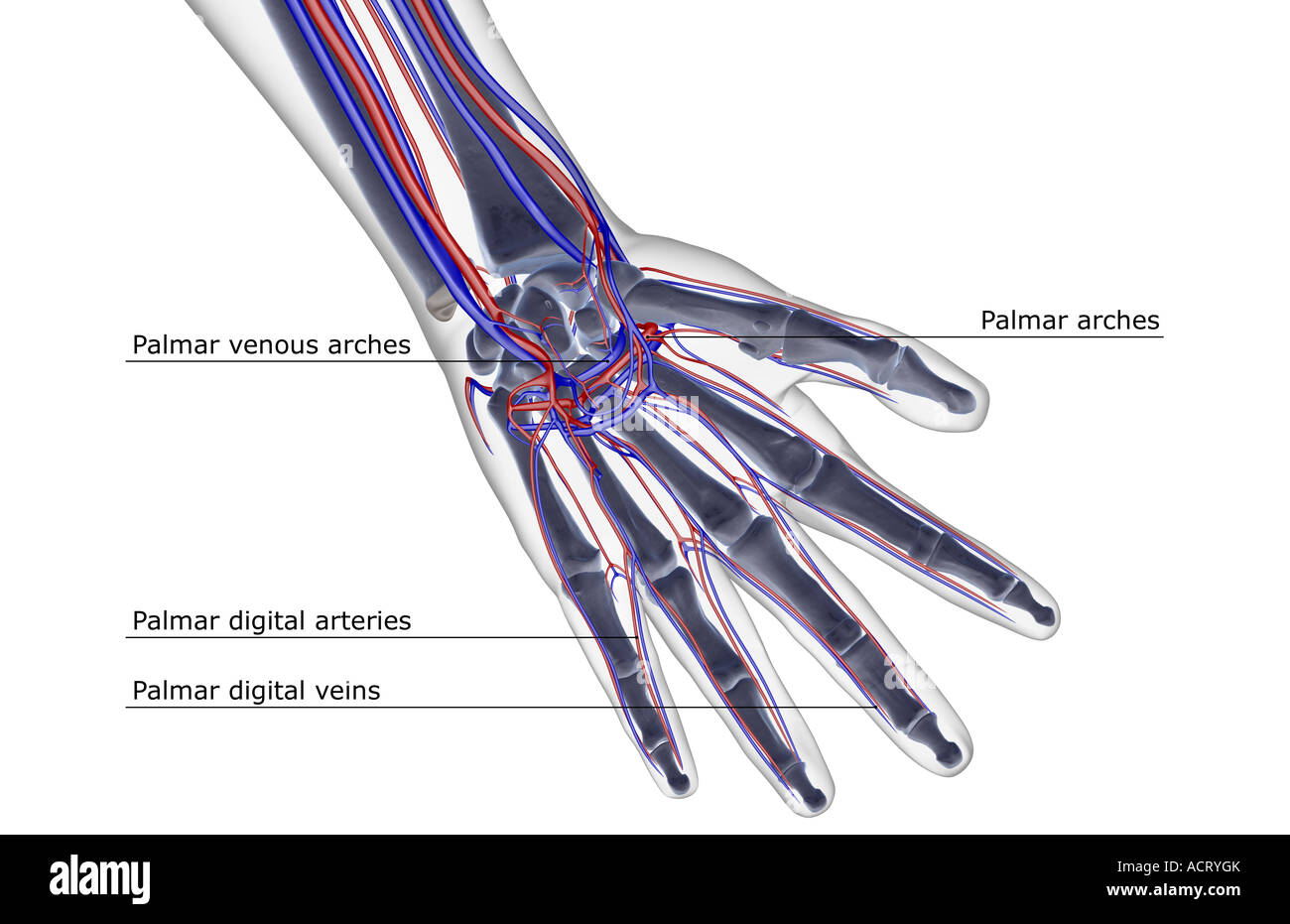 The blood supply of the hand Stock Photo