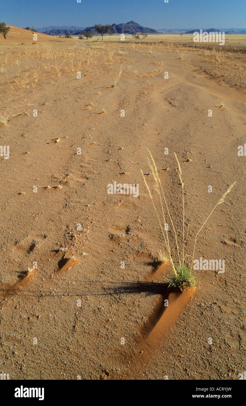 Close up of wind blown sand behind a small grass tuft Sossusvlei Namib desert Namibia Stock Photo