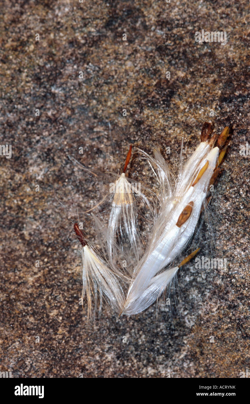 Seeds Among Rocks Granite cluster hi-res stock photography and images - Alamy