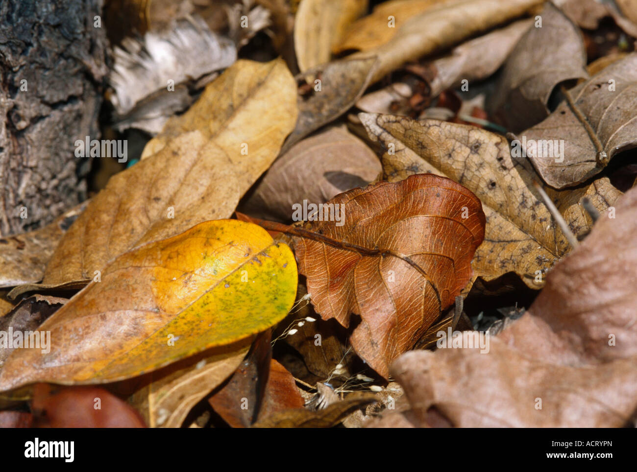 Dry leaves shed by deciduous trees lying on the ground during the dry season Sabi Sand Game Reserve Mpumalanga South Africa Stock Photo