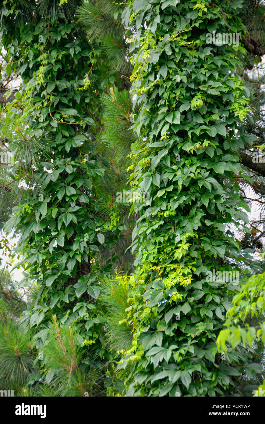 Kudzu vines covering pine tree trunks Stock Photo Alamy