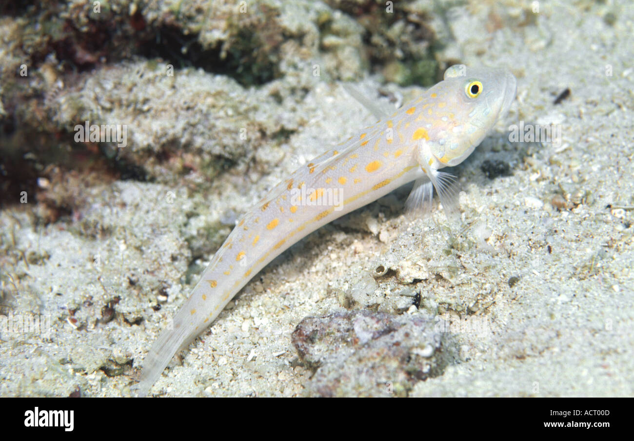 Sea fish Stock Photo