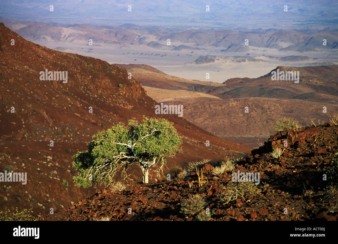 Scenic view showing shepherds tree Damaraland Namibia Stock Photo