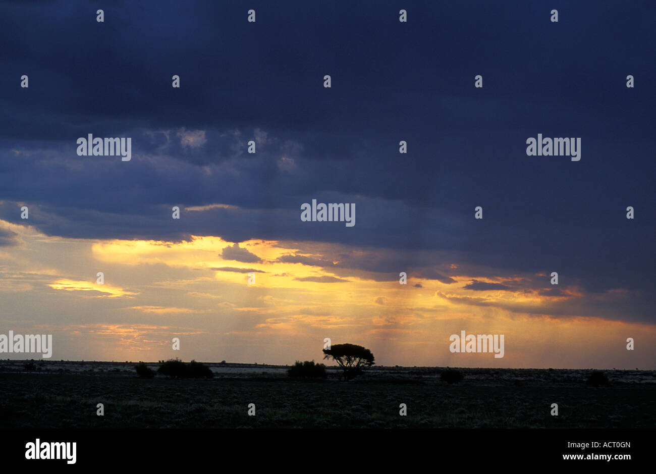 Sunset silhouette of Kalahari horizon with rainstorm in distance Deception Valley Central Kalahari Game Reserve Botswana Stock Photo