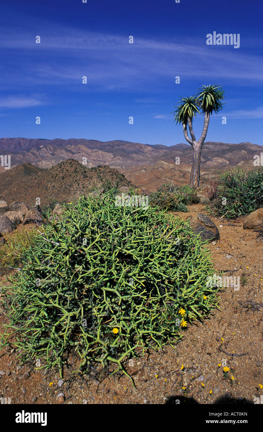 Euphorbia chersina with Aloe pillansii in background in Helskloof Richtersveld South Africa Stock Photo