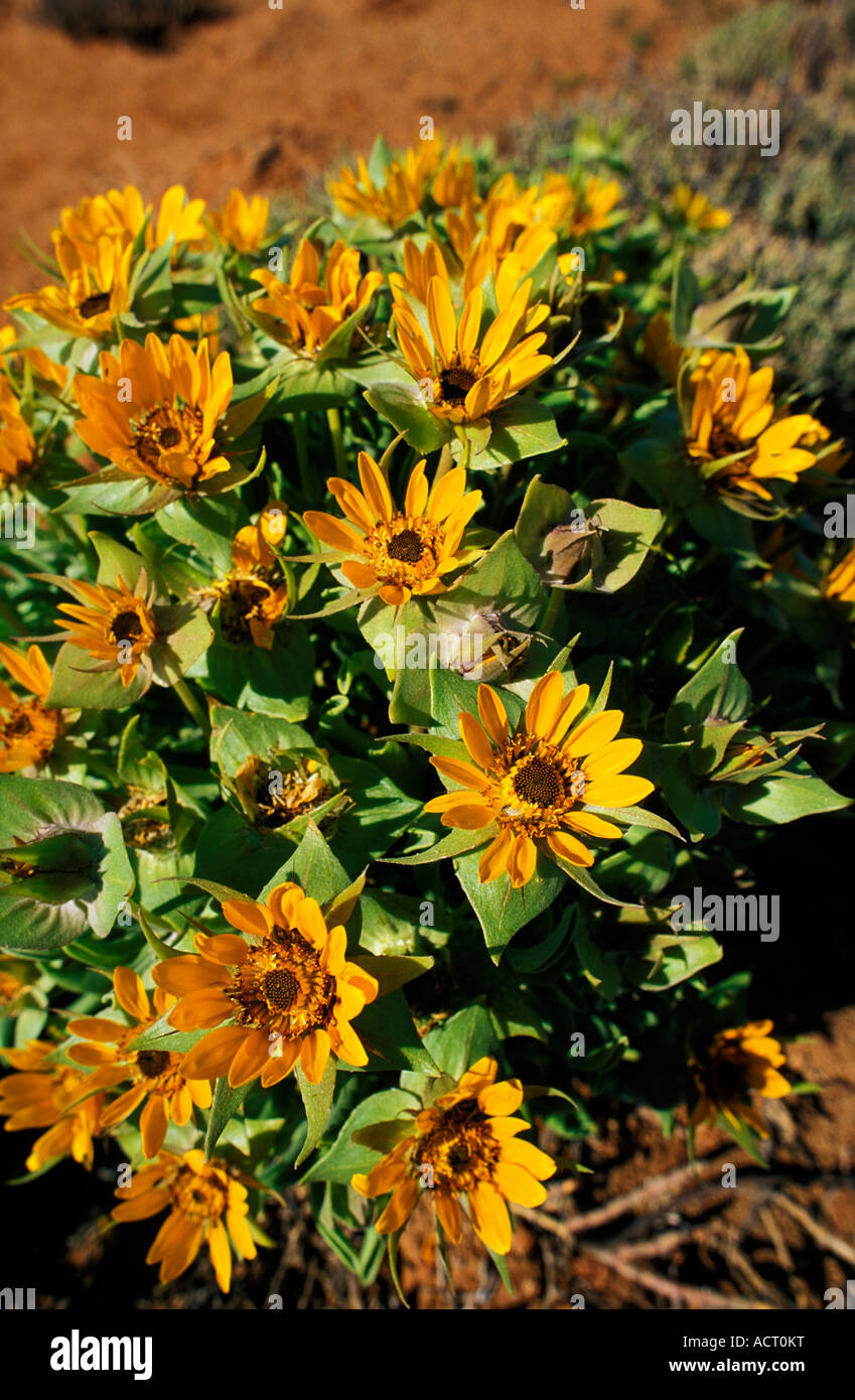 Perdeblom Didelta carnosa in flower Helskloof Richtersveld South Africa Helskloof Richtersveld South Africa Stock Photo