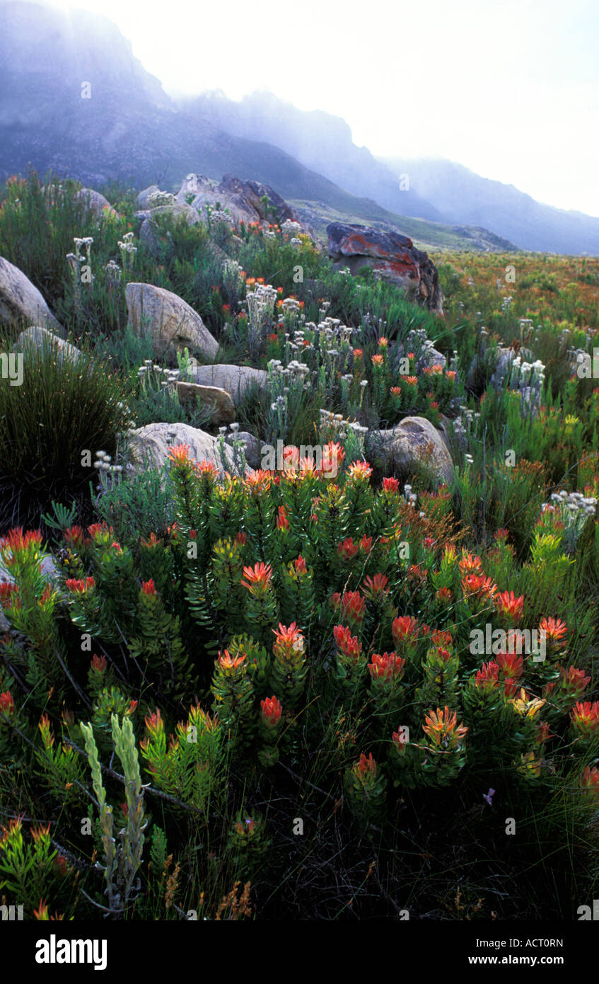 Fynbos landscape with Mimetes protea species on mountain slopes Kogelberg Nature Reserve Cape Province South Africa Stock Photo