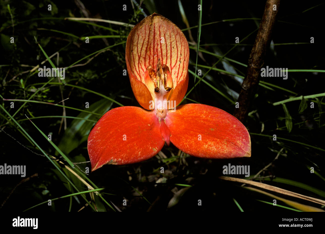 Disa uniflora flower Harold Porter Botanical Gardens Betties Bay Cape South Africa Stock Photo