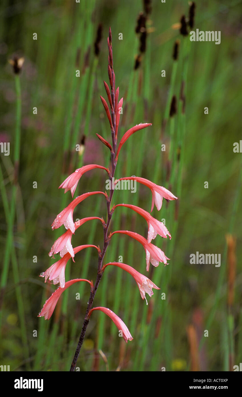 Unidentified Watsonia species flowers Outeniqua Mountains Cape Province South Africa Stock Photo