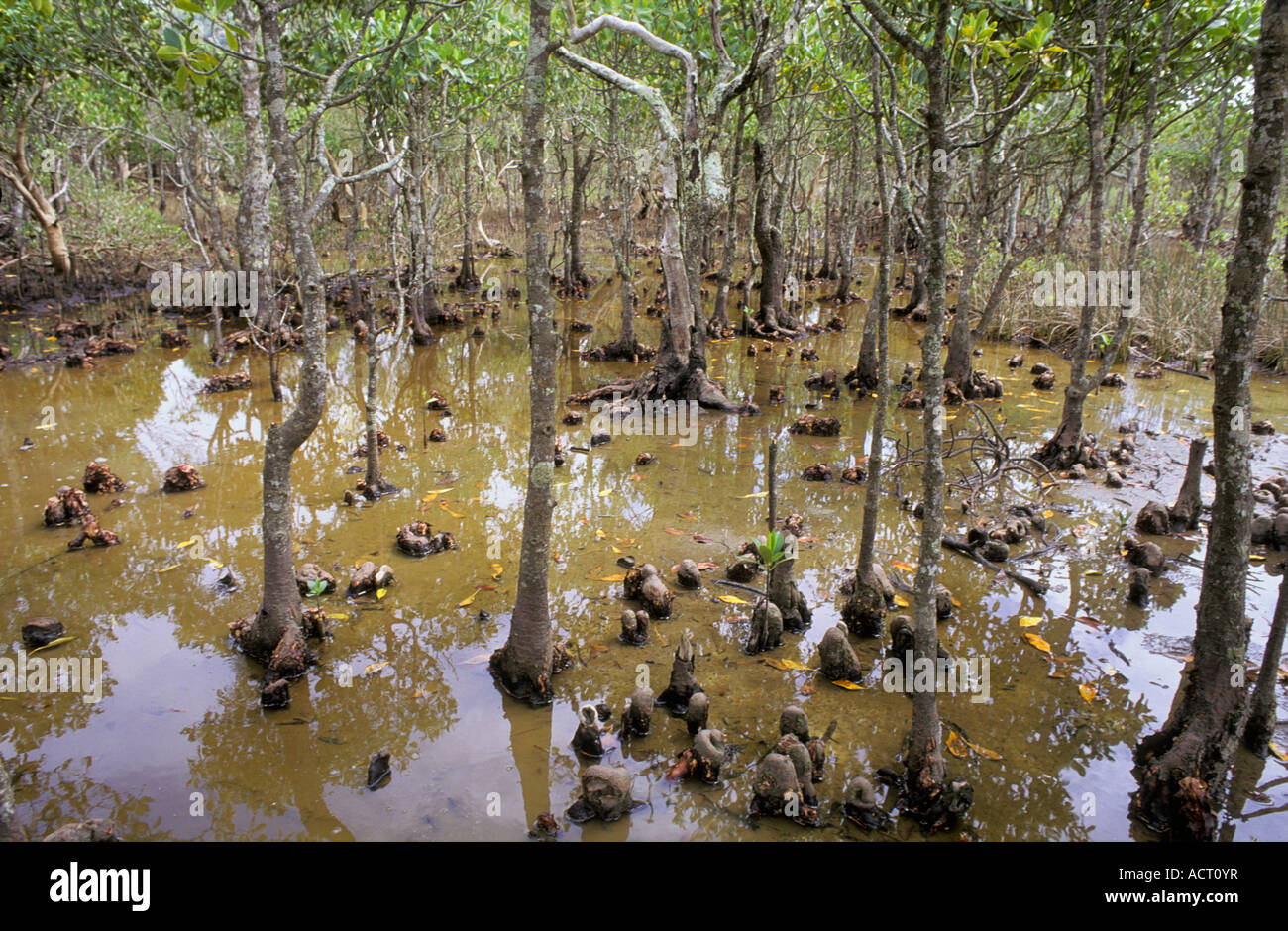 Mangrove swamp showing black mangrove trees Bruguiera gymnorrhiza knee
