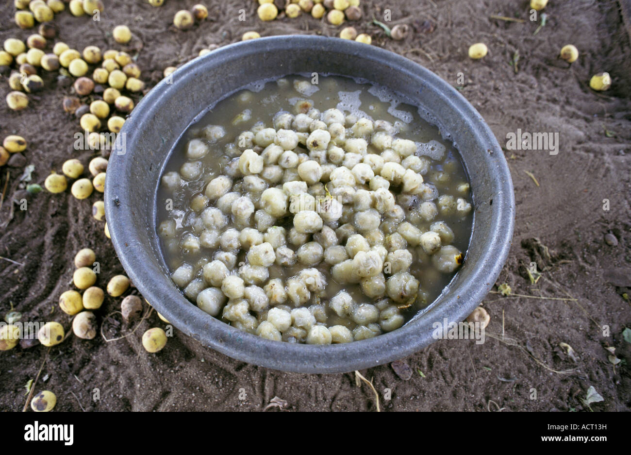 Marula fruit hi-res stock photography and images - Alamy