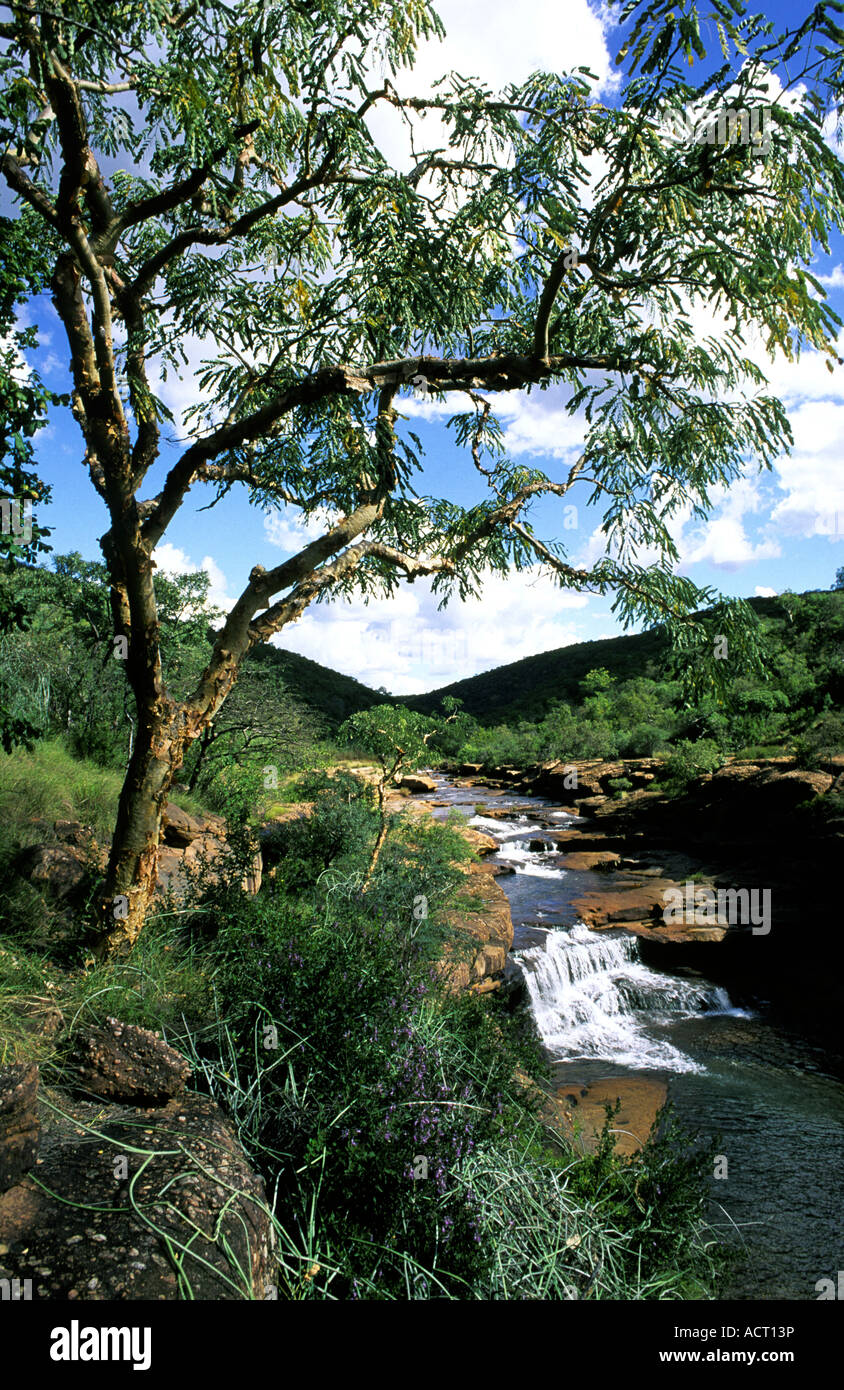 Paperbark tanganyicensis overlooking Goud River and waterfall