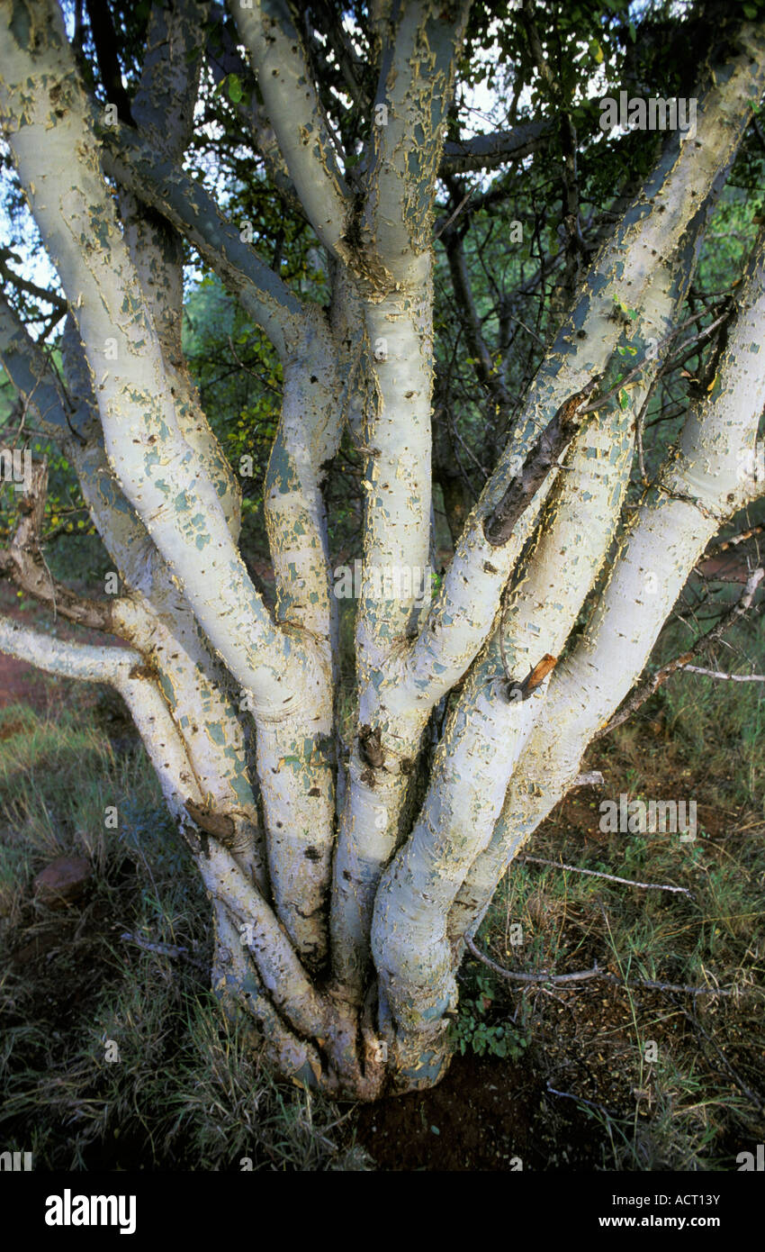 Commiphora tenuipetiolata Satin bark tree Lapalala Wilderness Stock Photo