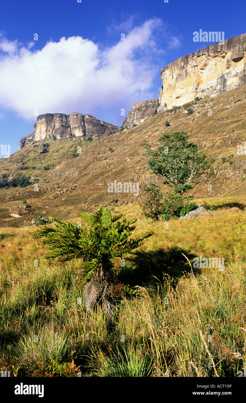 Tree fern Cyathea dregei with Little Berg cliffs in background Royal Natal National Park Drakensberg South Africa Stock Photo
