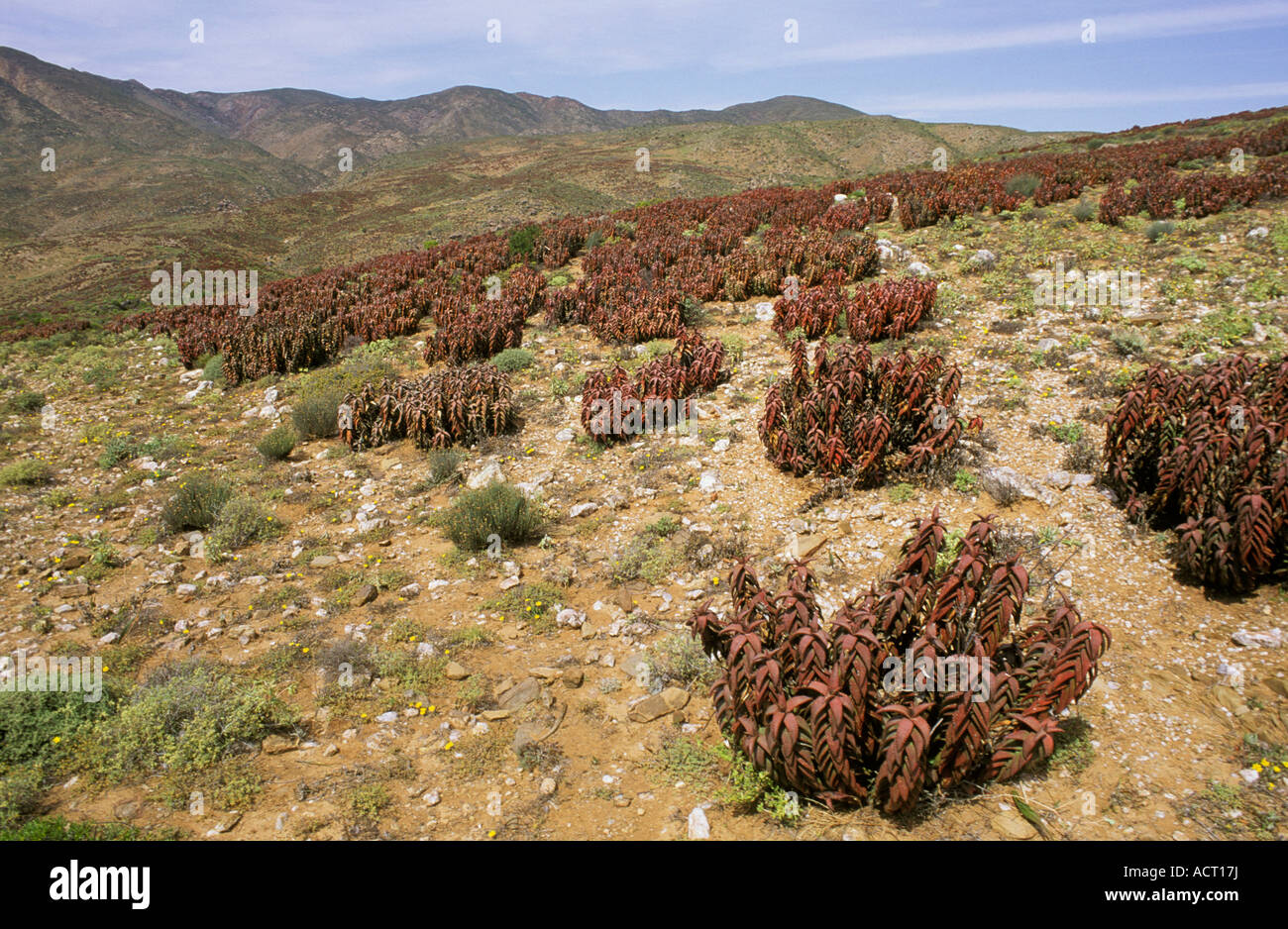 Semi arid landscape with Aloe pearsonii Helskloof Richtersveld north western Cape South Africa Stock Photo